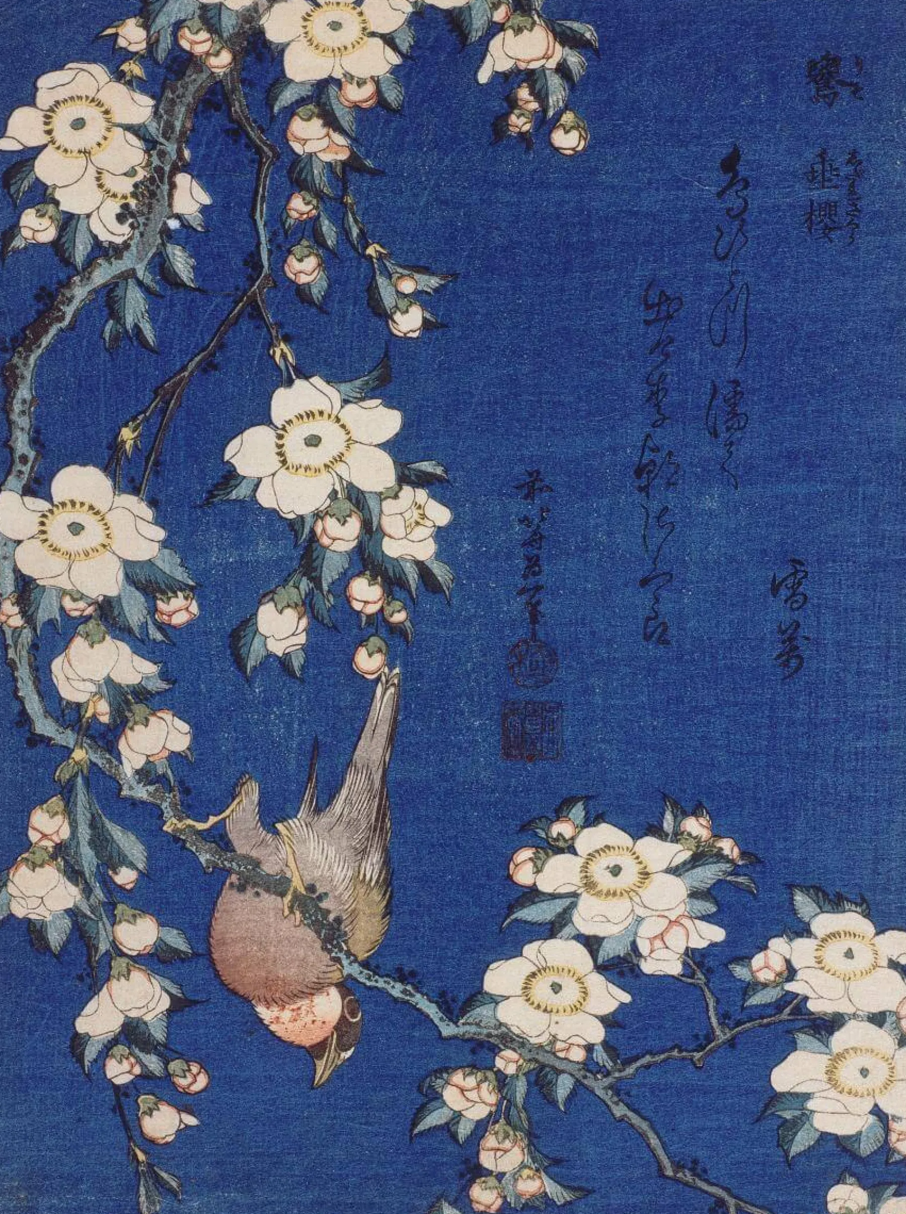 Galerie Mont Bullfinch and cherry tree - Hokusai^ Hokusai